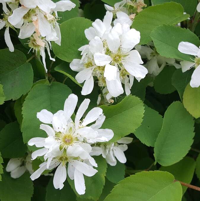 AMELANCHIER ALNIFOLIA 'MARTIN' - Blomstertorget
