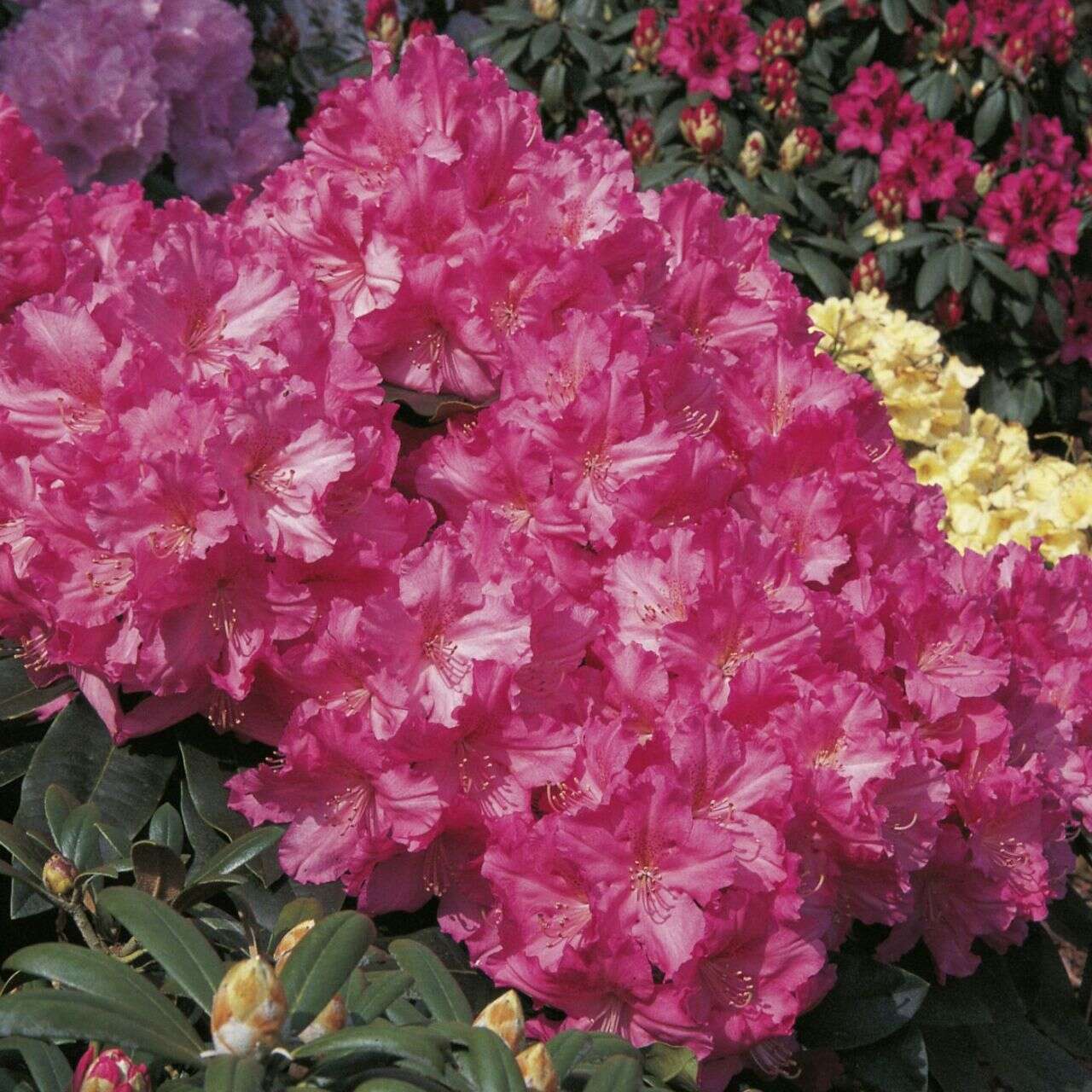 Rhododendron �Caruso�®