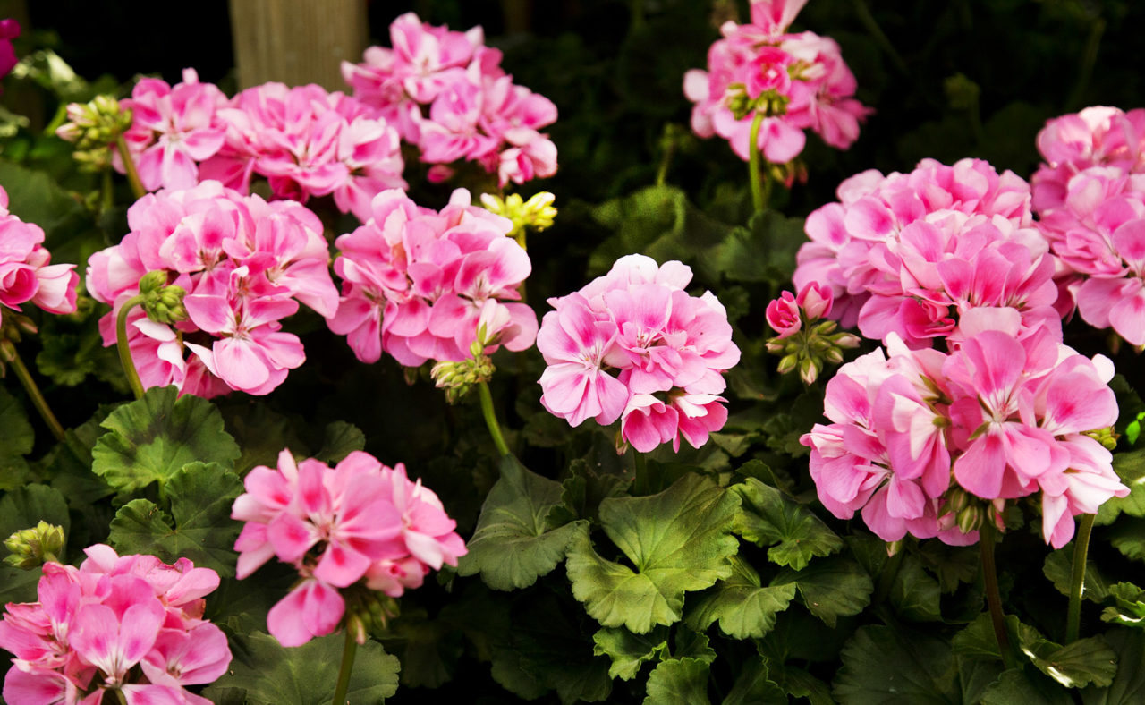 Pelargon-Rosa