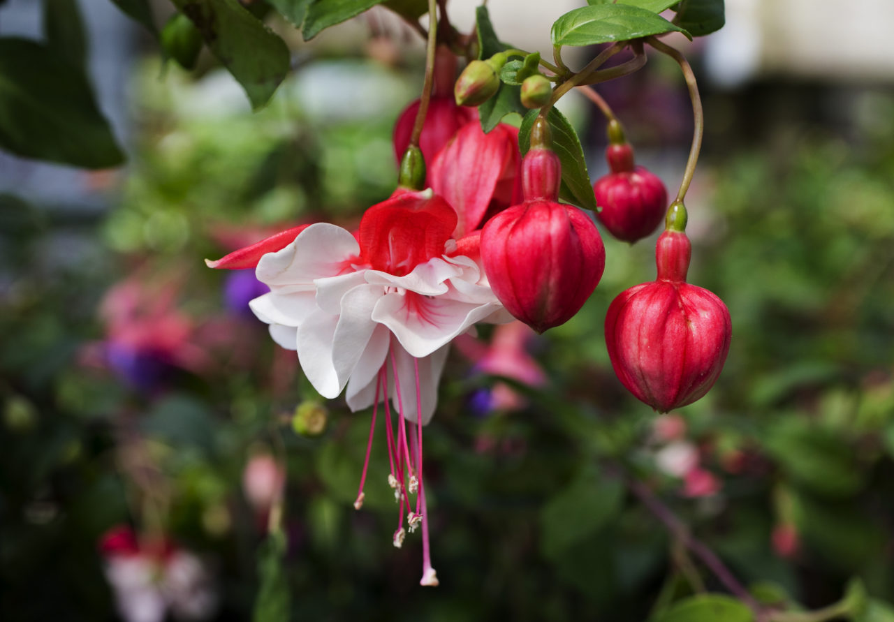 fuchsiasticklingar