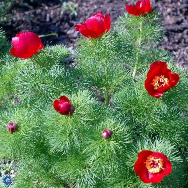 PAEONIA TENUIFOLIA