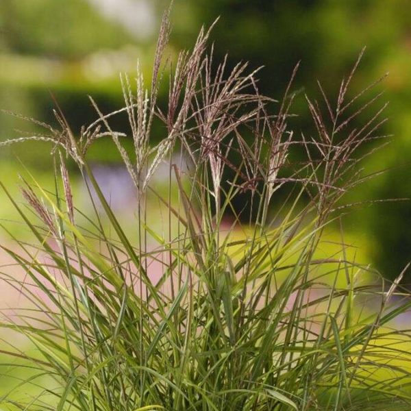 MISCANTHUS sin. 'FERNER OSTEN'
