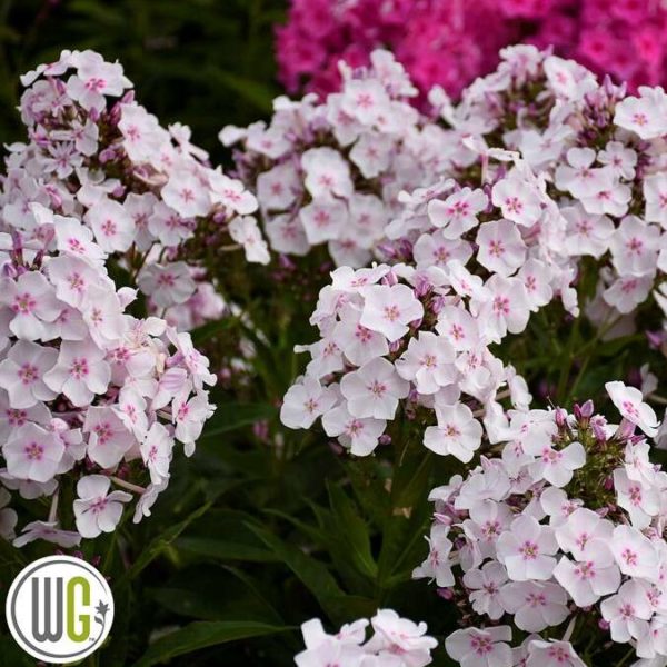 PHLOX 'PARTY GIRL'®