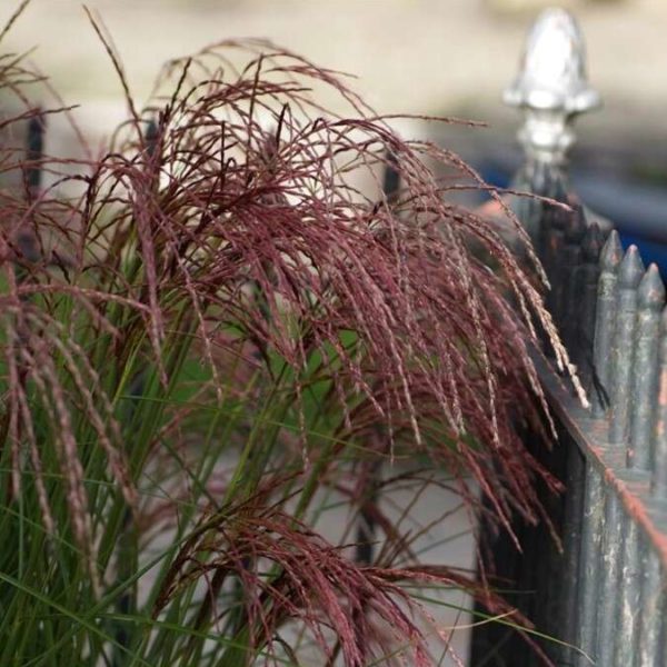 MISCANTHUS sin. 'RED CLOUD'