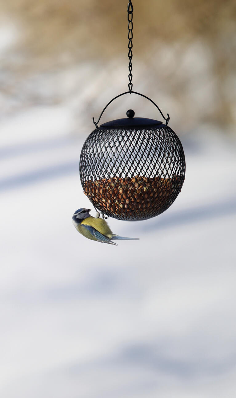 2556_bird_feeder_nut_globe_image_2_1108462