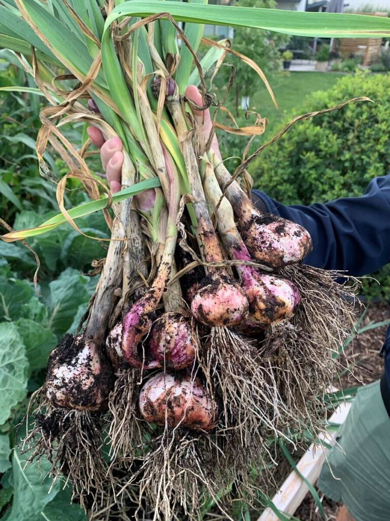 Sättpotatis & Sättlök