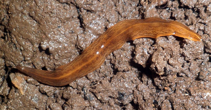 Bilden används under licensen CC BY-SA 4.0