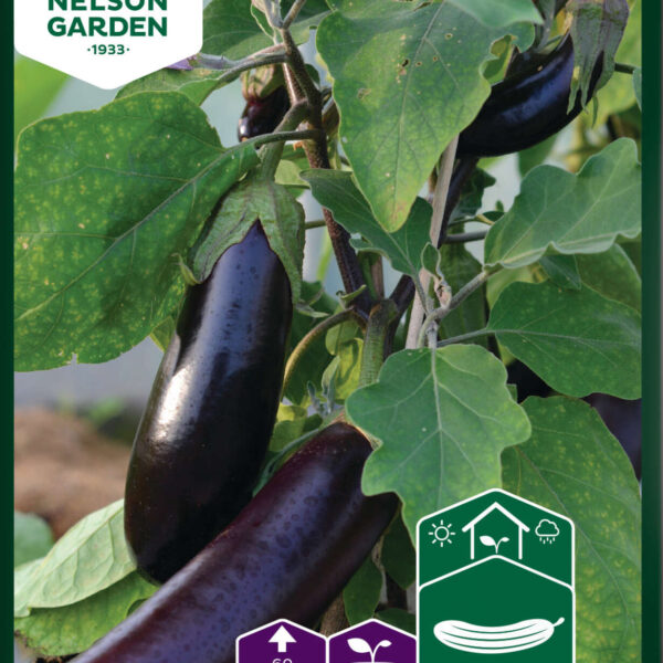 Aubergin
