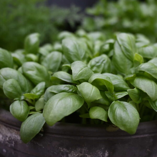 Basilika Grön - Organic