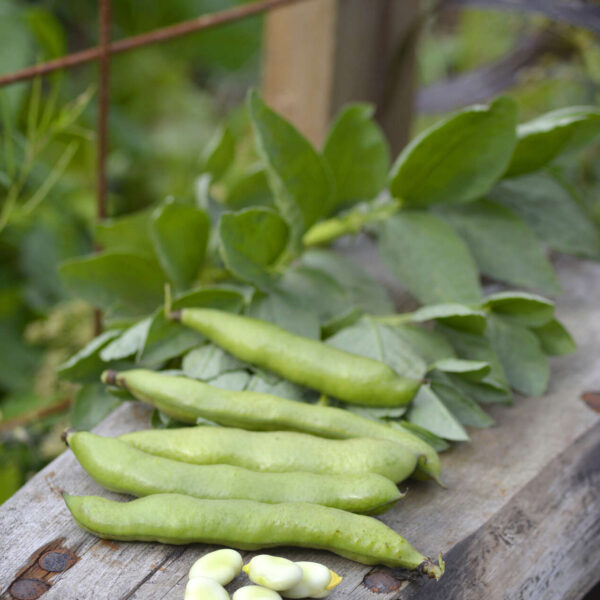 Böna Bond - Organic