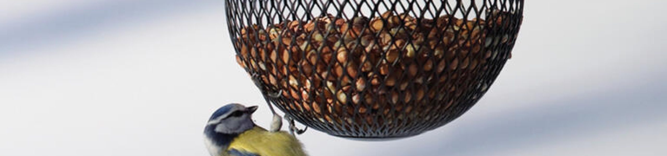 2556_bird_feeder_nut_globe_image_2_1108462