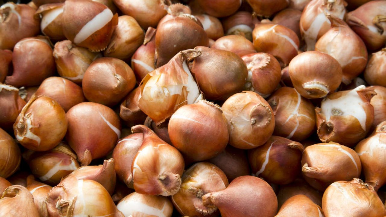 Nu är höstlöken på plats