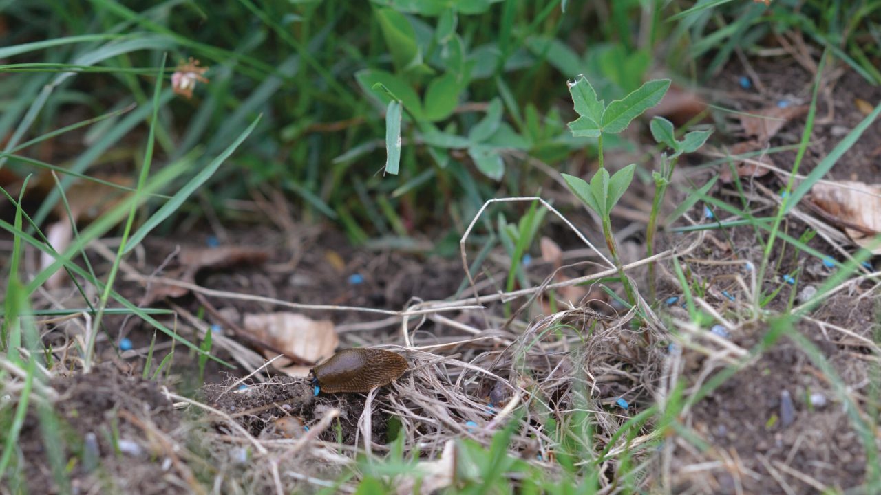 8540_mot_snigel_ferrex_image_2