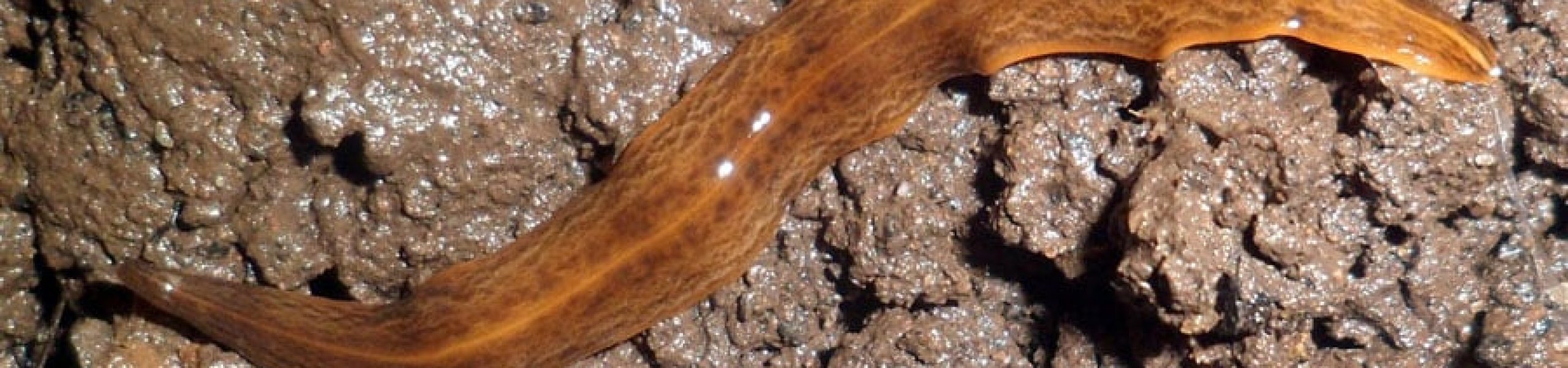 Bilden används under licensen CC BY-SA 4.0